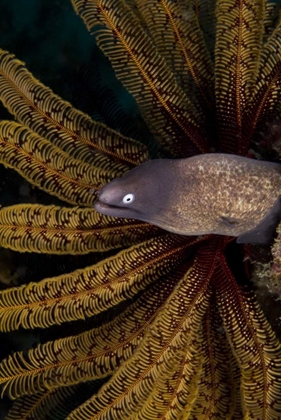 Picture of INDONESIA A WHITE-EYE MORAY EEL BY CORAL