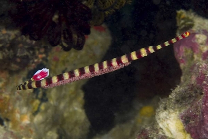 Picture of INDONESIA, PAPUA MALE PIPEFISH WITH EGGS