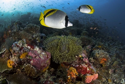 Picture of INDONESIA, KOMODO NP LINED BUTTERFLYFISH