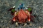 Picture of INDONESIA FEMALE MANTIS SHRIMP WITH EGGS