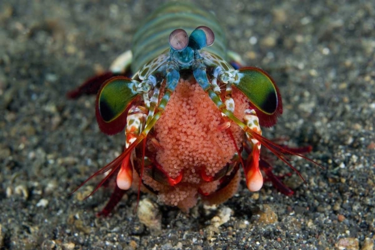 Picture of INDONESIA FEMALE MANTIS SHRIMP WITH EGGS