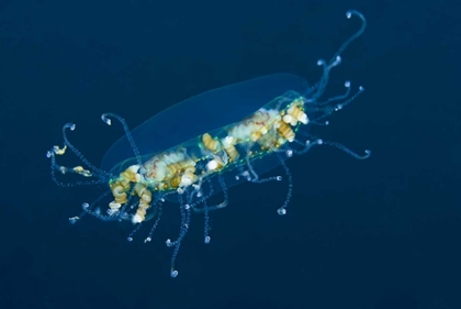 Picture of INDONESIA, LEMBEH STRAIT ADULT JELLYFISH