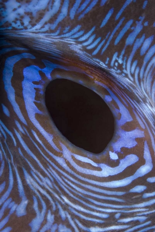 Picture of INDONESIA, KOMODO NP GIANT TRIDACNA CLAM