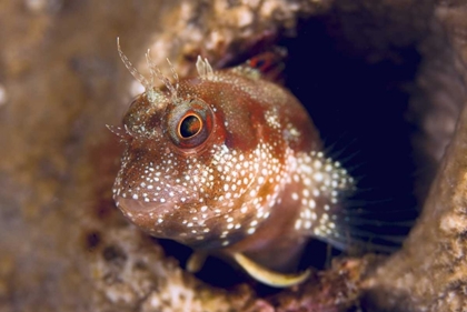 Picture of BLENNY FISH, TRITON BAY, PAPUA, INDONESIA