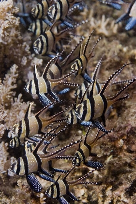 Picture of INDONESIA, SULAWESI, BANGGAI CARDINALFISH