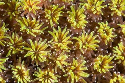 Picture of INDONESIA, KOMODO NP TENTACLES OF POLYPS