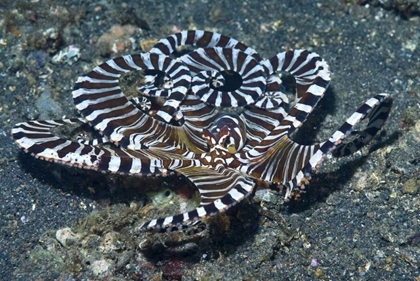 Picture of INDONESIA A WONDERPUS LONG-ARMED OCTOPUS