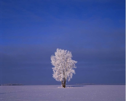 Picture of CANADA, DUGALD, HOARFROST ON COTTONWOOD TREES