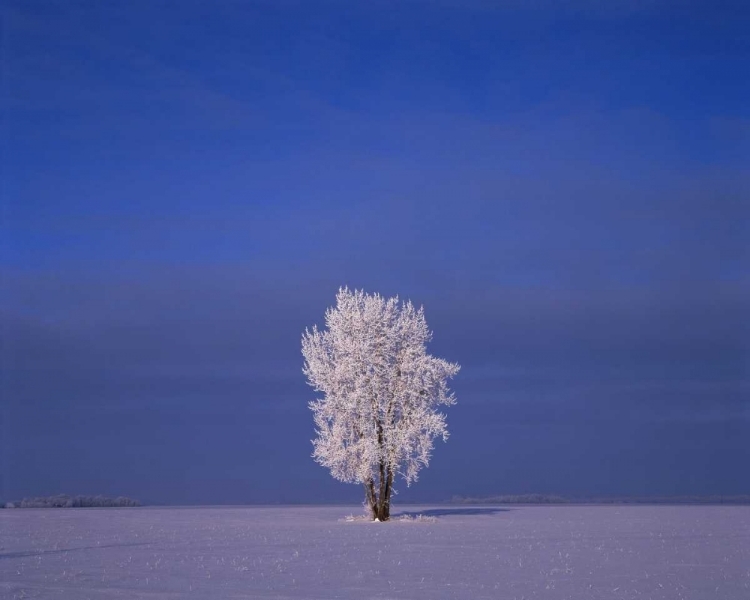 Picture of CANADA, DUGALD, HOARFROST ON COTTONWOOD TREES