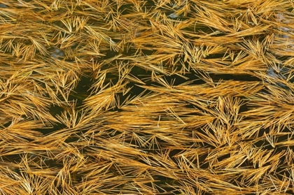 Picture of CANADA, ONTARIO FALLEN PINE NEEDLES IN WATER