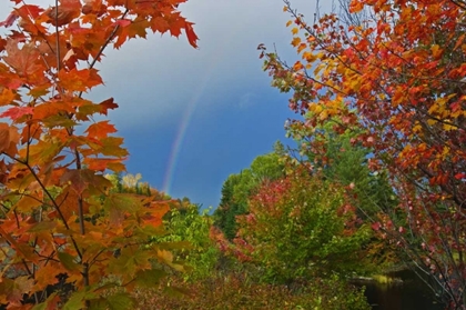 Picture of CANADA, ONTARIO RAINBOW AND MAPLES IN AUTUMN