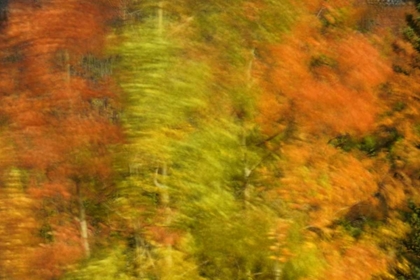 Picture of CANADA, ALBERTA, BANFF NP WIND-BLOWN POPLARS