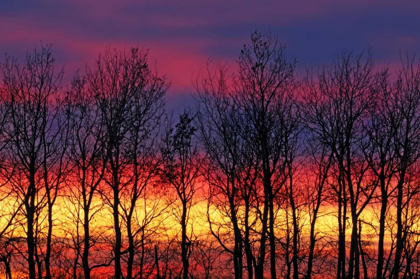 Picture of CANADA, MATCLOCK TREES AND CLOUDS AT SUNRISE