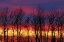 Picture of CANADA, MATCLOCK TREES AND CLOUDS AT SUNRISE