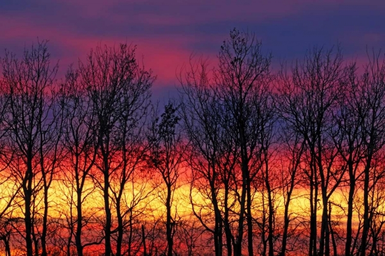 Picture of CANADA, MATCLOCK TREES AND CLOUDS AT SUNRISE