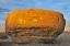 Picture of CANADA, RED ROCK COULEE SANDSTONE CONCRETION