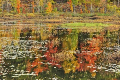 Picture of CANADA, MINDEN REFLECTION OF AUTUMN  IN POND