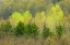 Picture of CANADA, ROSSEAU SCOTS PINE IN SPRING FOLIAGE