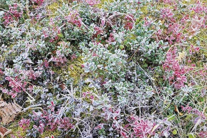 Picture of CANADA, WHITESHELL PP AUTUMN FROST ON PLANTS