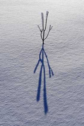 Picture of CANADA, ONTARIO, BOURGET PLANT SHADOW ON SNOW