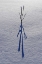 Picture of CANADA, ONTARIO, BOURGET PLANT SHADOW ON SNOW