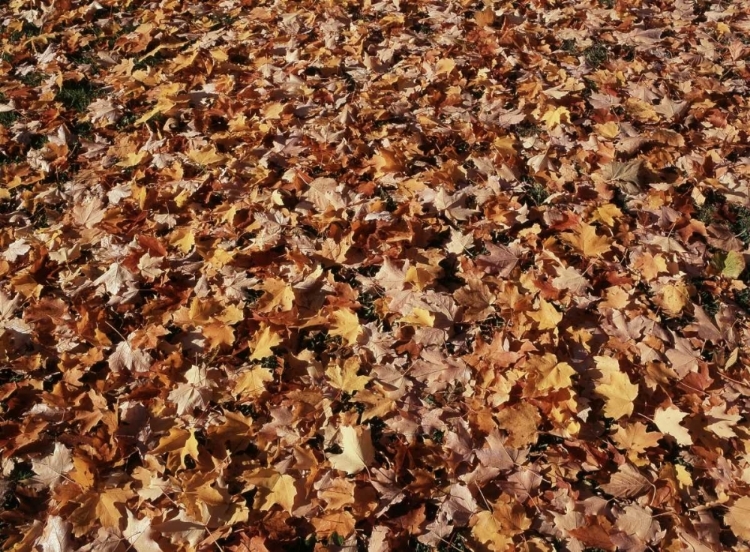 Picture of CANADA, ONTARIO, KITCHENER, SUGAR MAPLE LEAVES