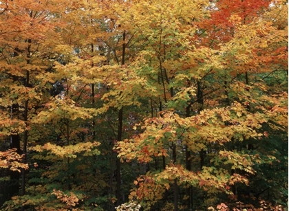 Picture of CANADA, ONTARIO, GRAVENHURST, FOREST IN AUTUMN