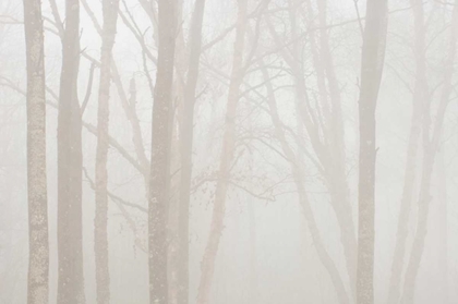 Picture of CANADA, ONTARIO TREES IN FOG BY LAKE SUPERIOR