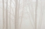 Picture of CANADA, ONTARIO TREES IN FOG BY LAKE SUPERIOR