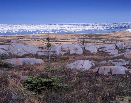 Picture of CANADA, MANITOBA, CHURCHILL, ICE FLOE FLOATING