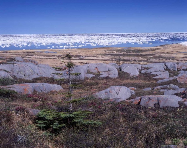 Picture of CANADA, MANITOBA, CHURCHILL, ICE FLOE FLOATING