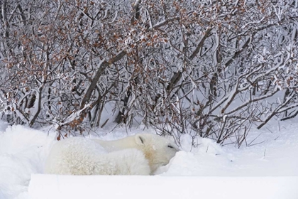 Picture of CANADA, CHURCHILL POLAR BEAR SLEEPING IN SNOW