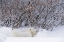 Picture of CANADA, CHURCHILL POLAR BEAR SLEEPING IN SNOW