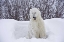Picture of CANADA, CHURCHILL POLAR BEAR EMERGES FROM DEN