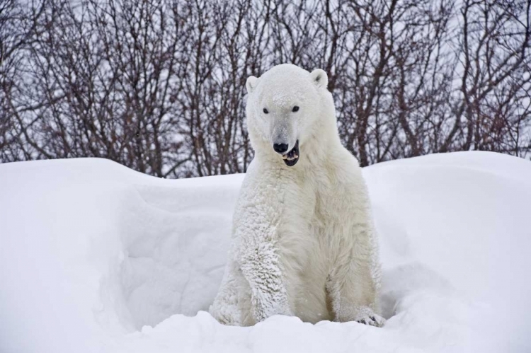 Picture of CANADA, CHURCHILL POLAR BEAR EMERGES FROM DEN