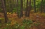 Picture of CANADA RED PINE FOREST ON GRANITE RIDGE TRAIL