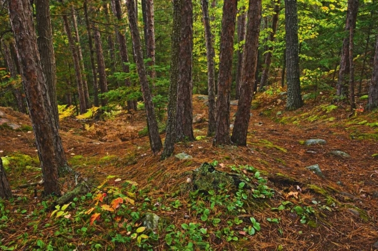 Picture of CANADA RED PINE FOREST ON GRANITE RIDGE TRAIL