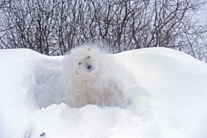 Picture of CANADA, CHURCHILL POLAR BEAR SHAKING SNOW OFF