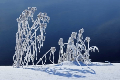 Picture of CANADA, WHITESHELL PP HOARFROST-COVERED GRASS
