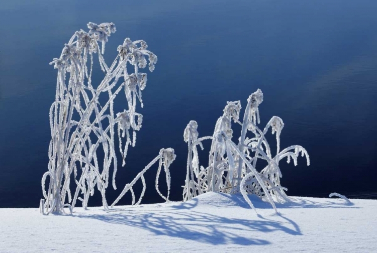 Picture of CANADA, WHITESHELL PP HOARFROST-COVERED GRASS