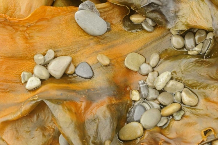 Picture of CANADA, QUEBEC, FORILLON NP PEBBLES ON SEAWEED