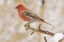 Picture of COLORADO, FRISCO PINE GROSBEAK PERCHED ON LIMB