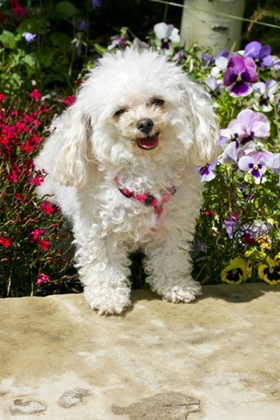 Picture of CO, SUMMIT CO, A TEACUP POODLE IN A FLOWER BED