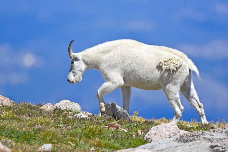 Picture of CO, MOUNT EVANS MOUNTAIN GOAT WALKING ON RIDGE