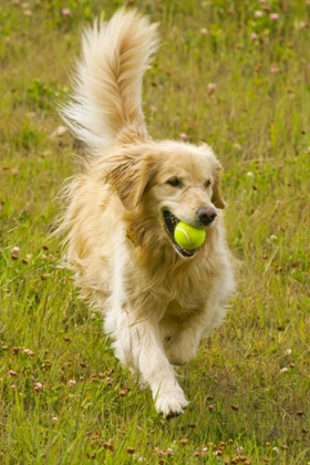 Picture of CO, SUMMIT CO, GOLDEN RETRIEVER FETCHES A BALL