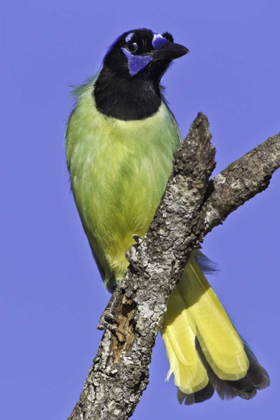 Picture of USA, TEXAS, SANTA CLARA RANCH GREEN JAY ON LIMB