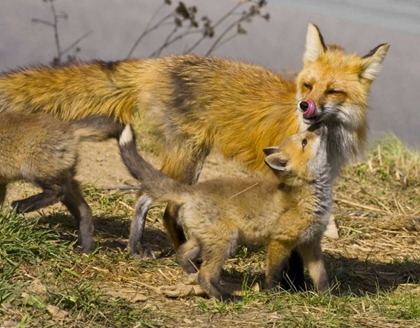 Picture of COLORADO, BRECKENRIDGE RED FOX MOTHER WITH KITS