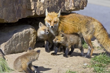 Picture of COLORADO, BRECKENRIDGE RED FOX MOTHER WITH KITS