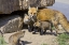 Picture of COLORADO, BRECKENRIDGE RED FOX MOTHER WITH KITS