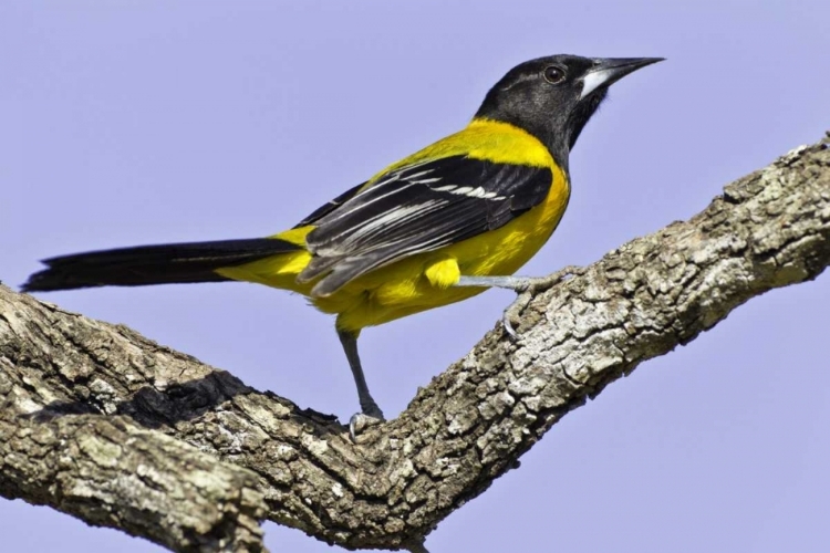 Picture of TEXAS, SANTA CLARA RANCH AUDUBON ORIOLE ON LIMB